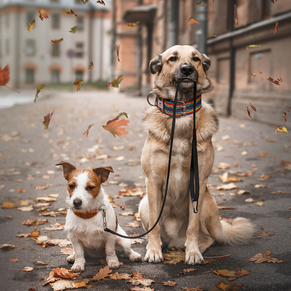 Animal Photo Editor Services for Photographers