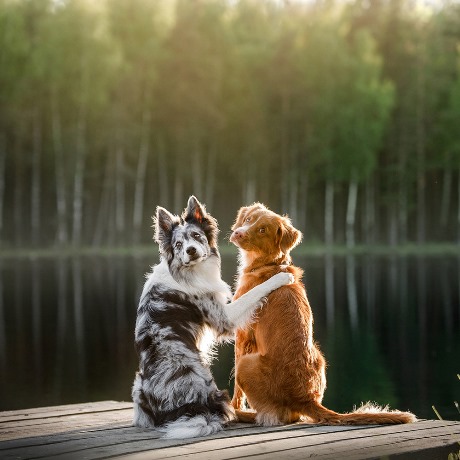 Pet Photo Post Processing Services