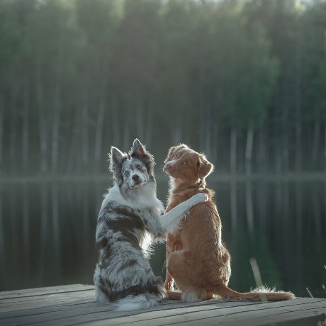 Pet Photo Post Processing Services