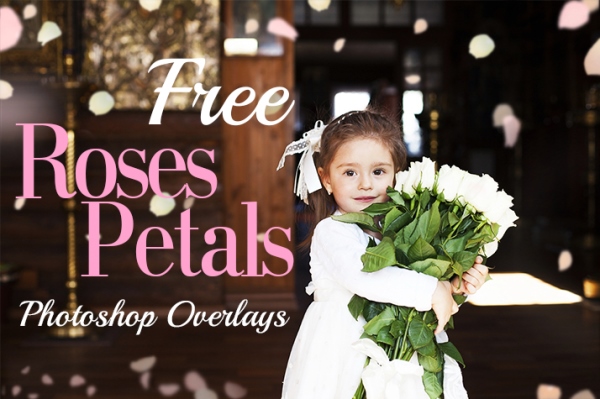 free rose petals overlays poster nature