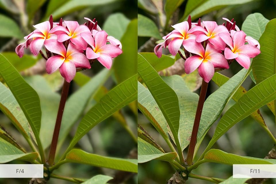 macro settings for flowers