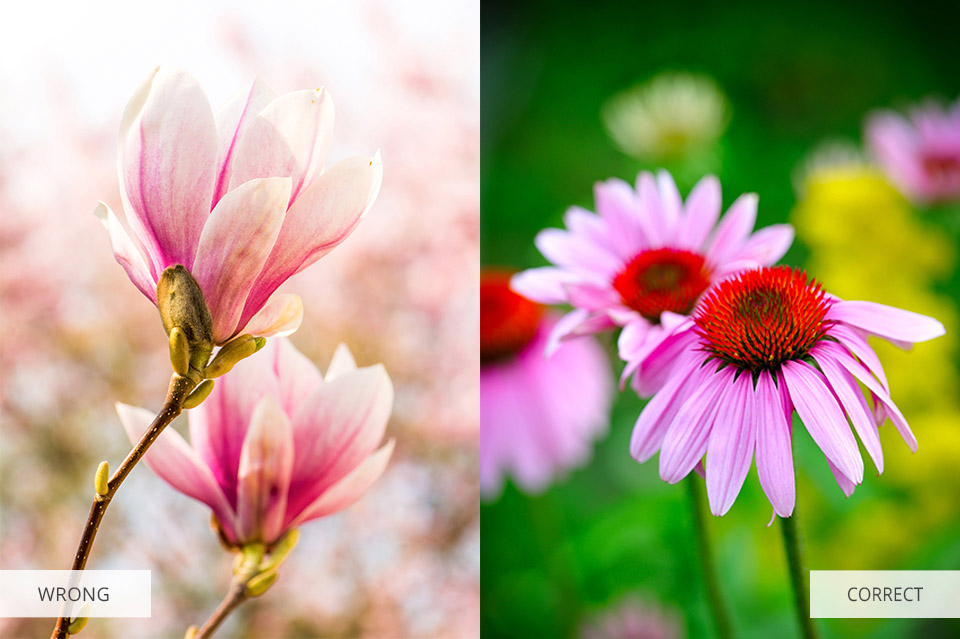 flower photography tips