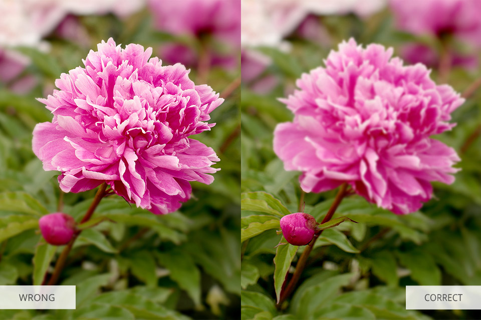 flower photography tips
