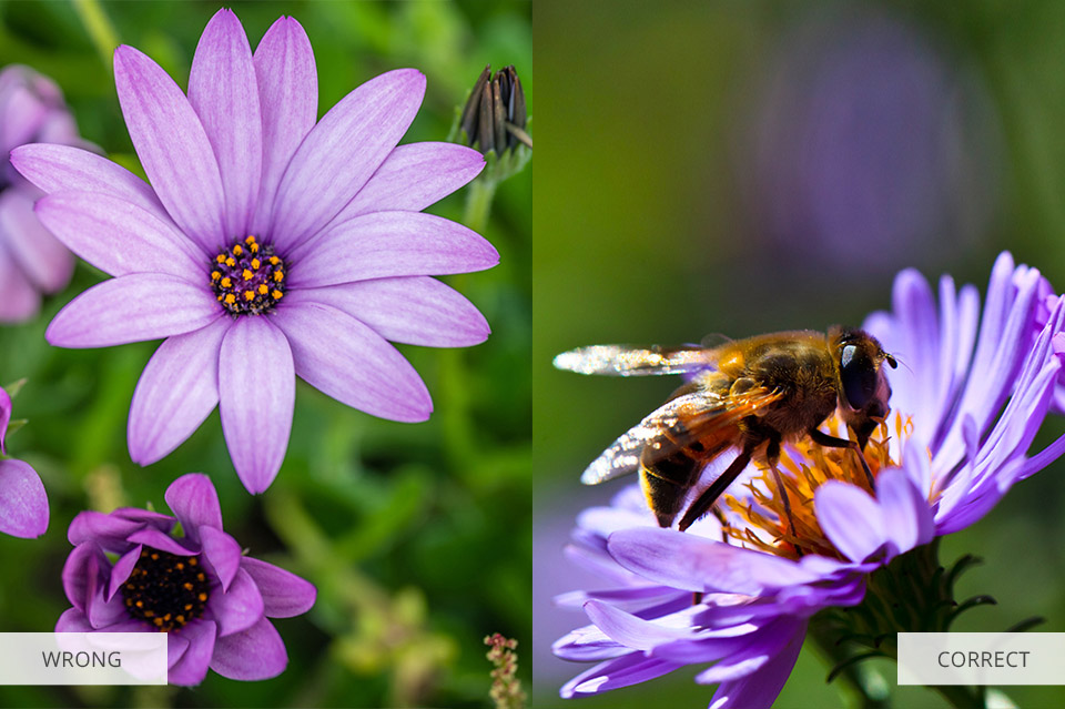 flower photography tips