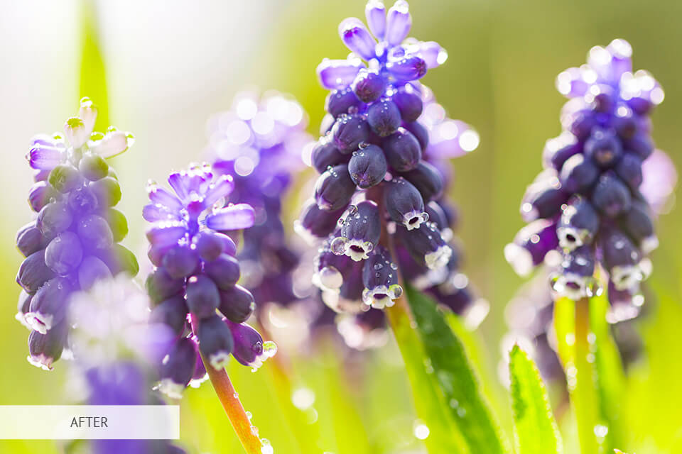 freebie cold for flower photography