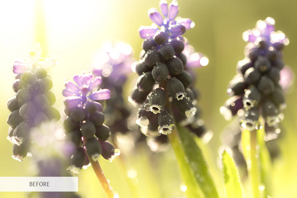 freebie cold for flower photography