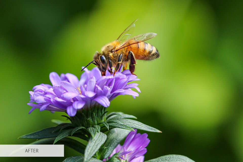 freebie sunny day for flower photography