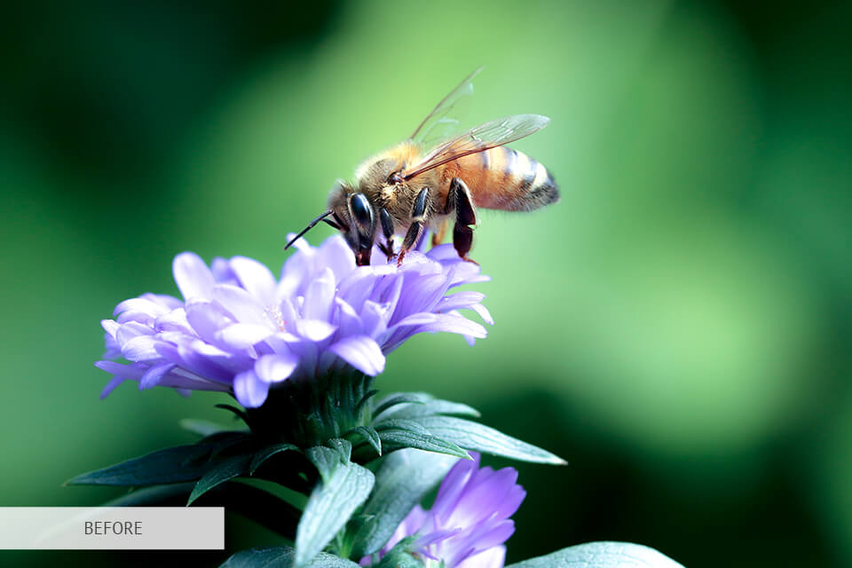 freebie sunny day for flower photography