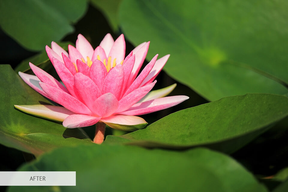 freebie hdr for flower photography