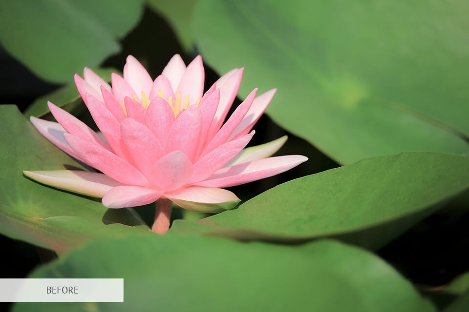 freebie hdr for flower photography