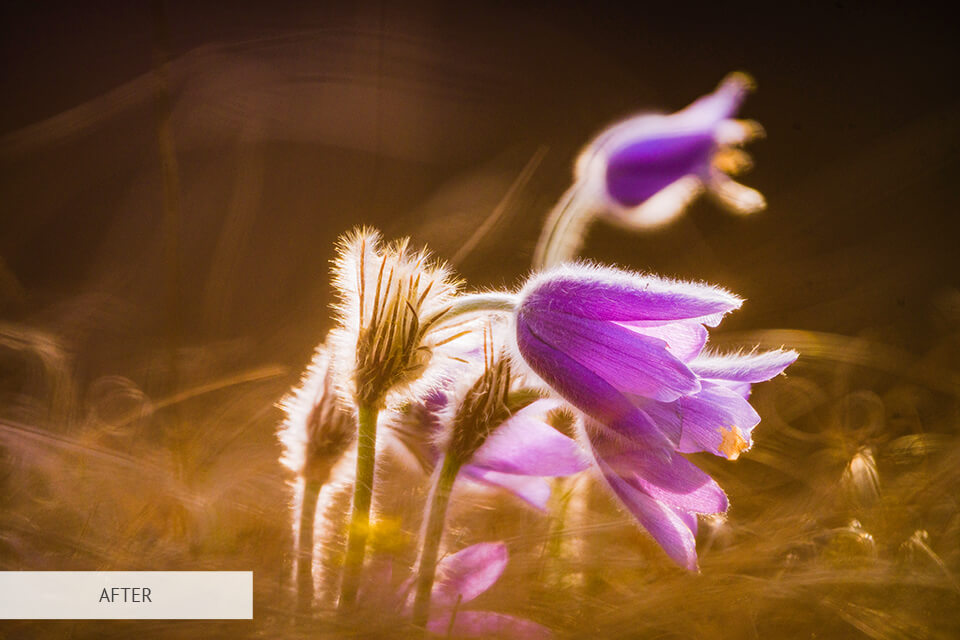 freebie light hdr for flower photography