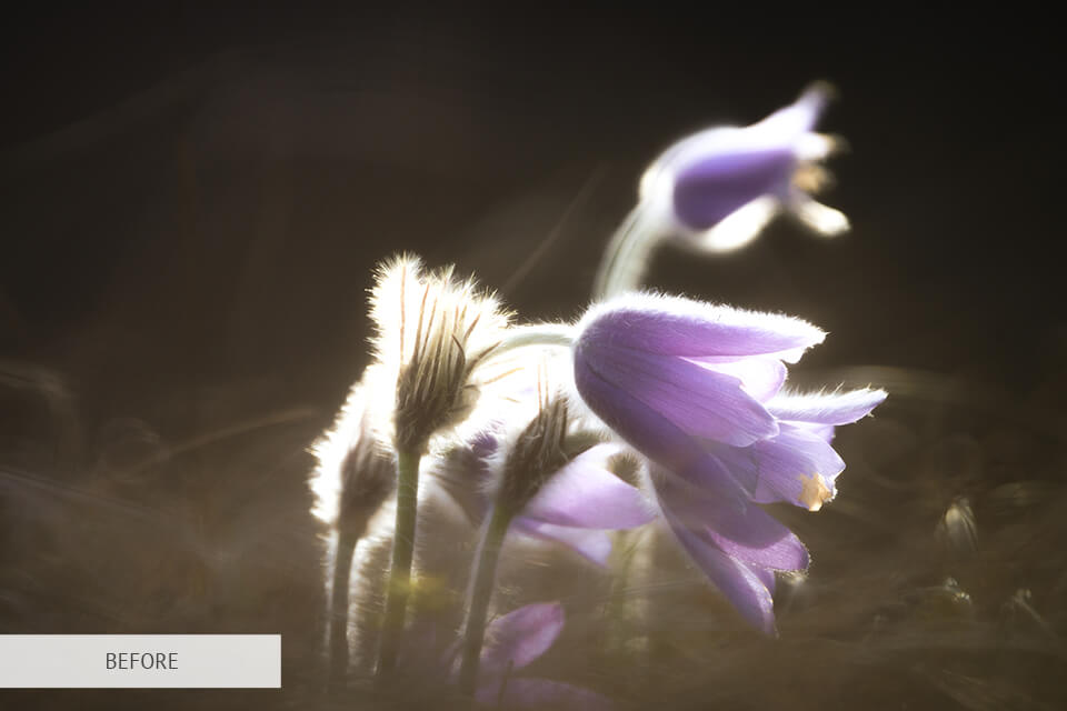 freebie light hdr for flower photography