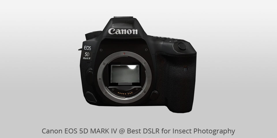 best camera for insect photography