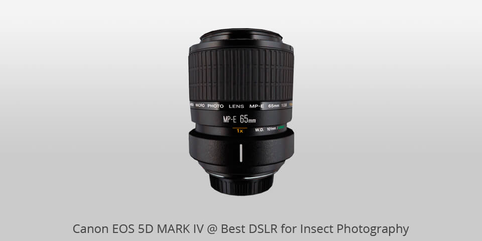 best macro lens for insect photography