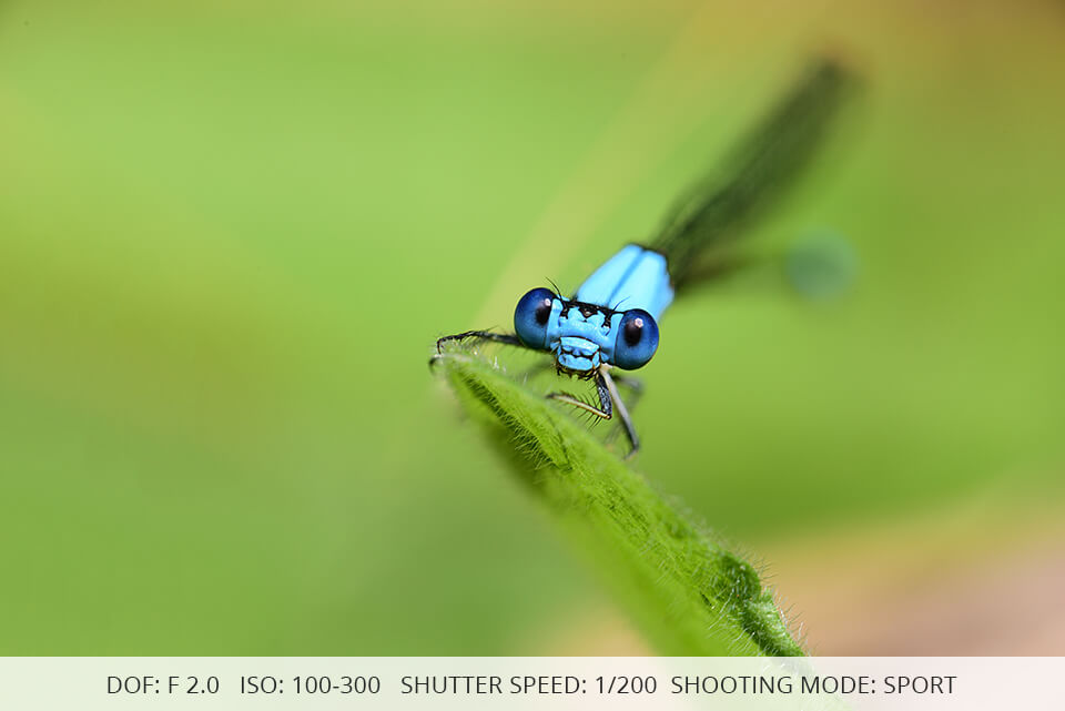 best camera settings for insect photography