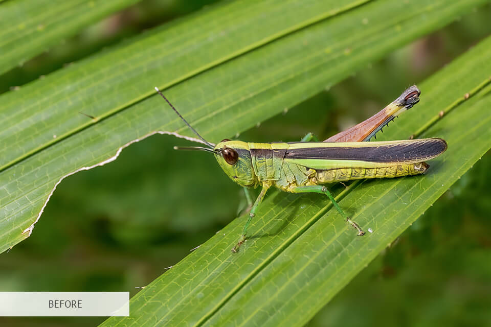 editing insect photography by fixthephoto