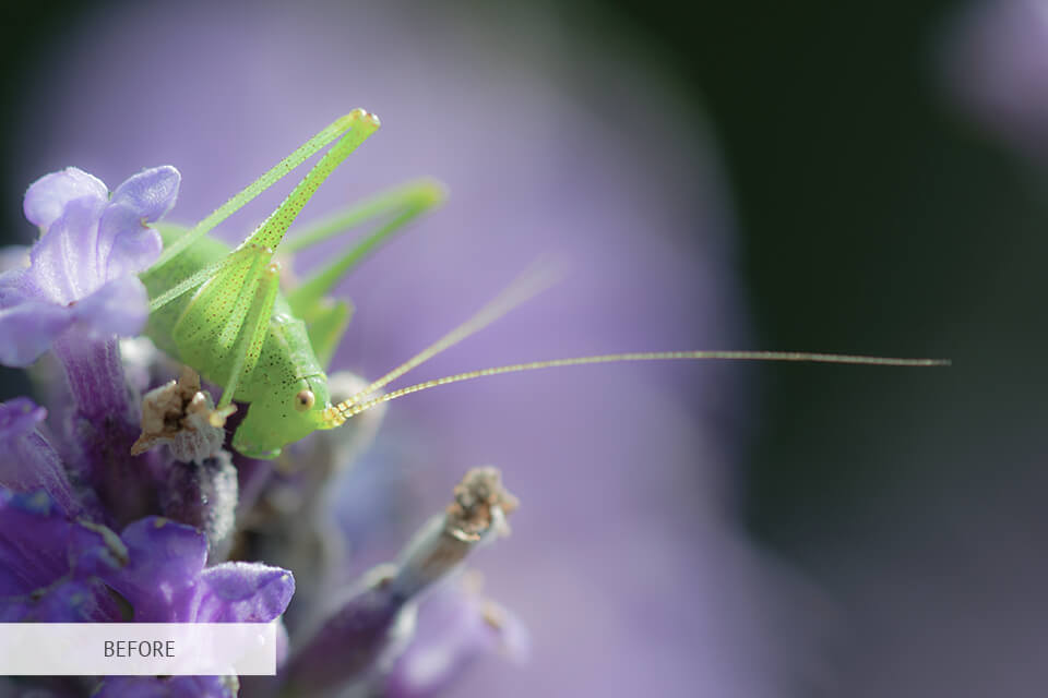 freebie for insect photography