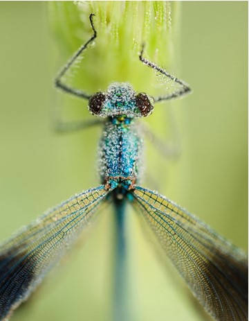 keep safe when photographing insects