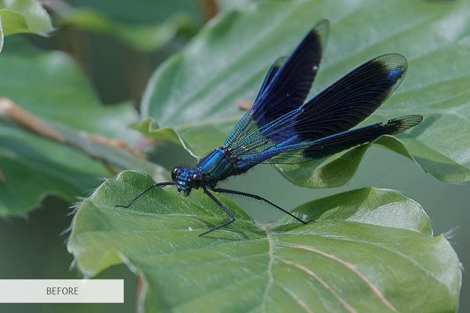 freebie for insect photography
