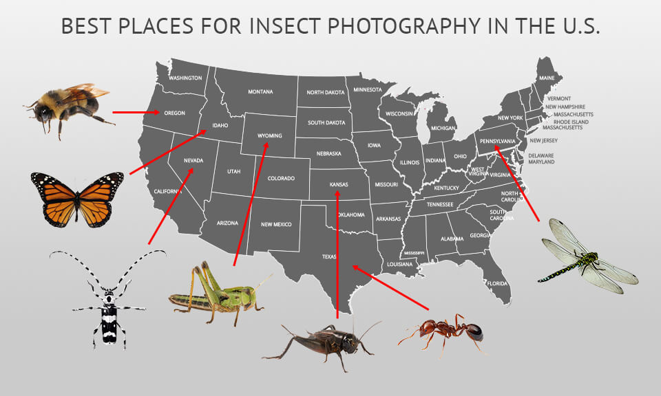 the best place for insect photography in the usa