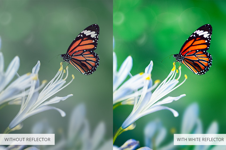 use a reflector to photograph insects
