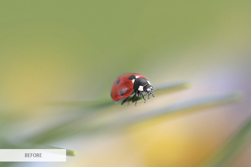 freebie for insect photography