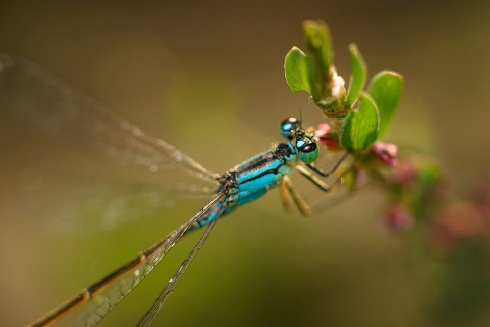 macro lens example