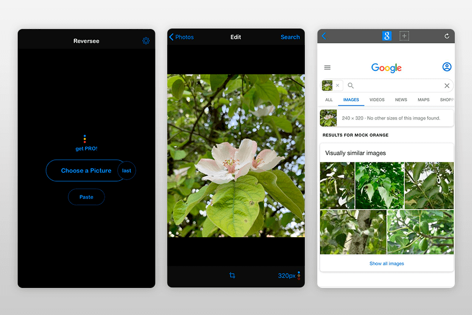 reversee reverse image search app interfaz