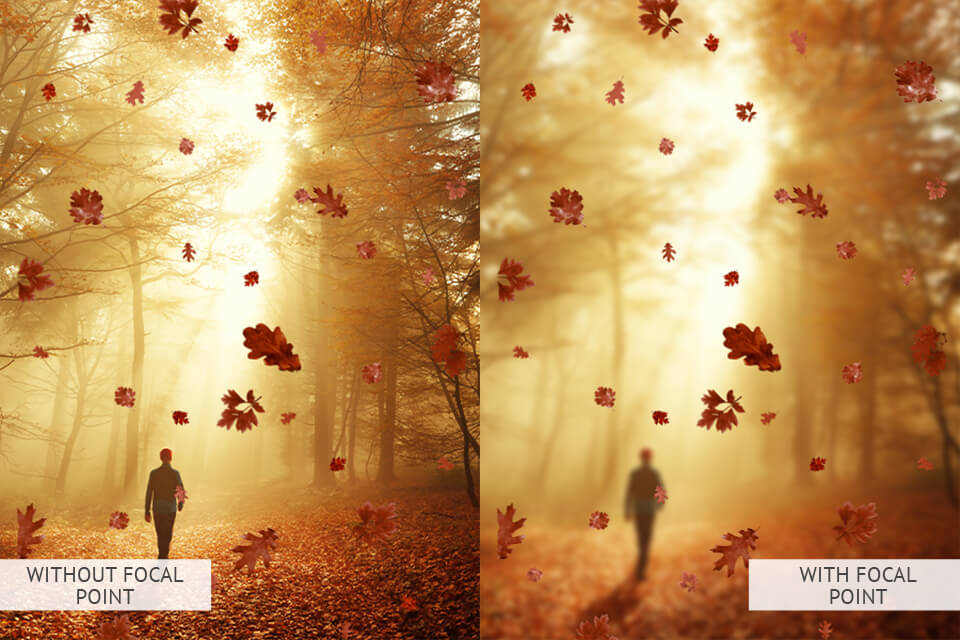 focal pointing in forest photography