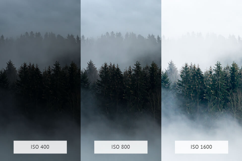 forest photography iso settings comparison