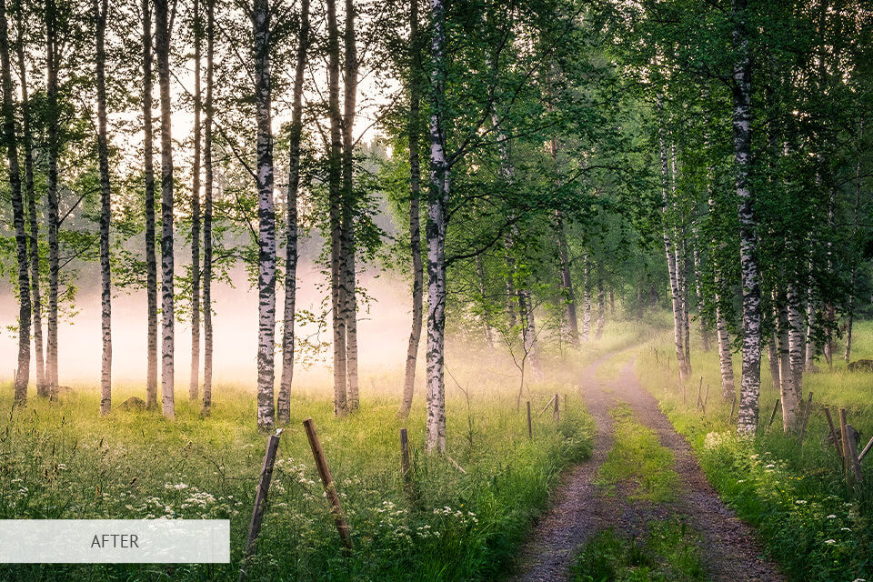 free lightroom hdr preset for forest photography
