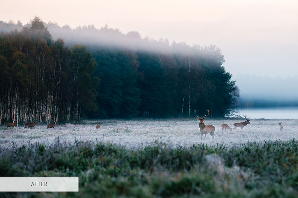 free lightroom preset for forest photography