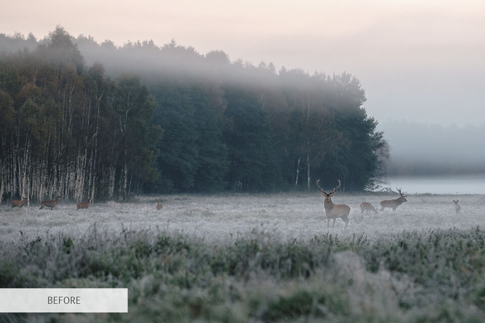 free lightroom preset for forest photography