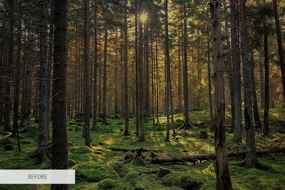free lightroom sunrise preset for forest photography