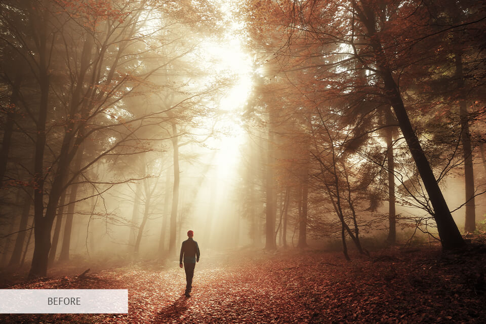 free photoshop action for forest photo