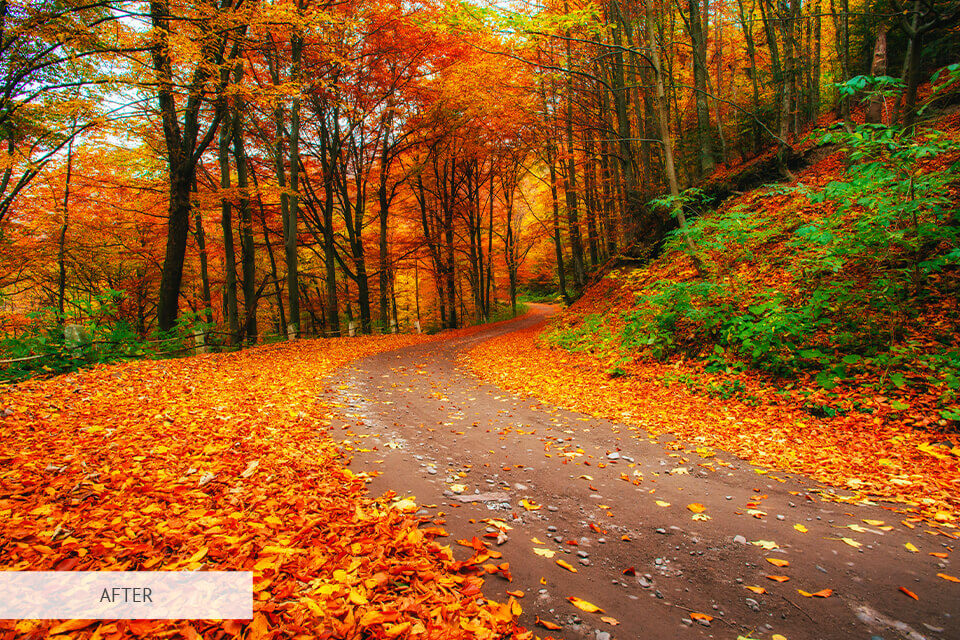 free photoshop action for forest photography