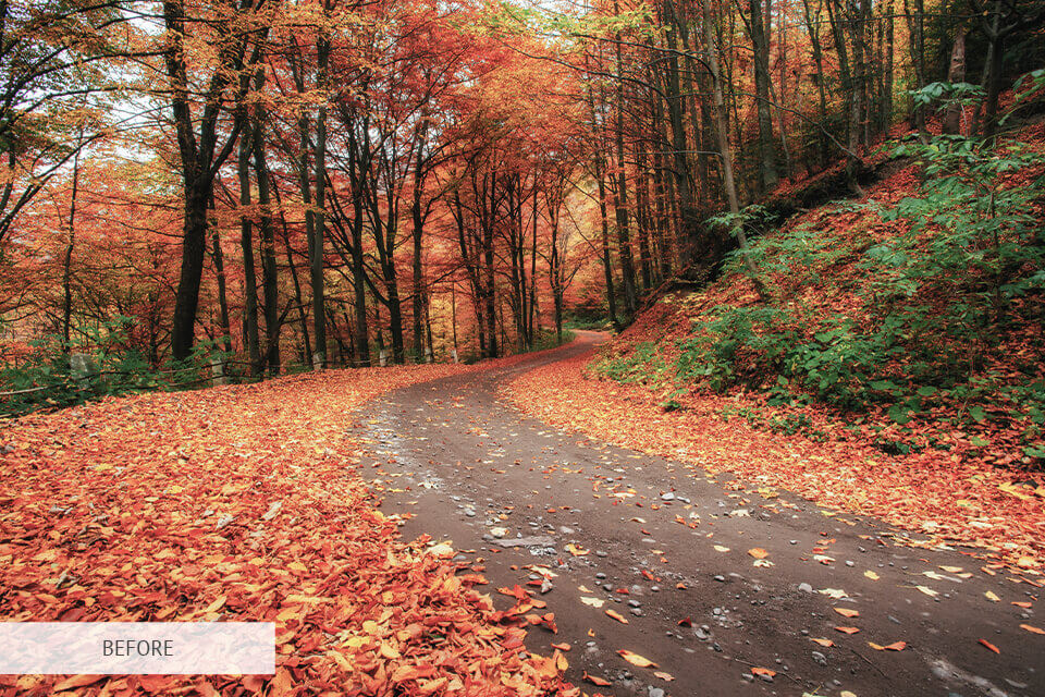 free photoshop action for forest photography