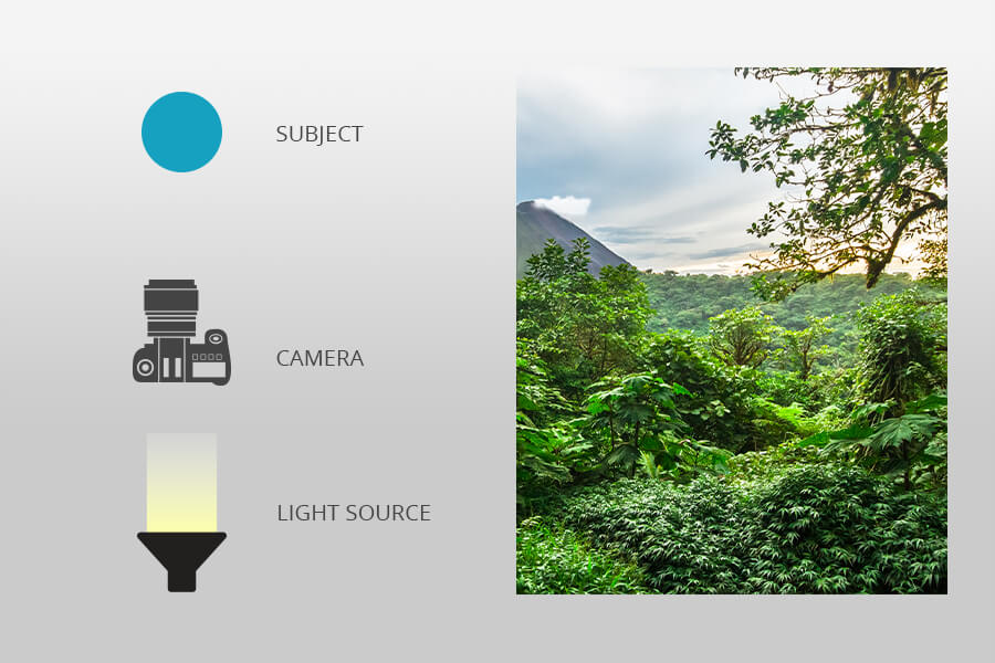 front lighting forest photography