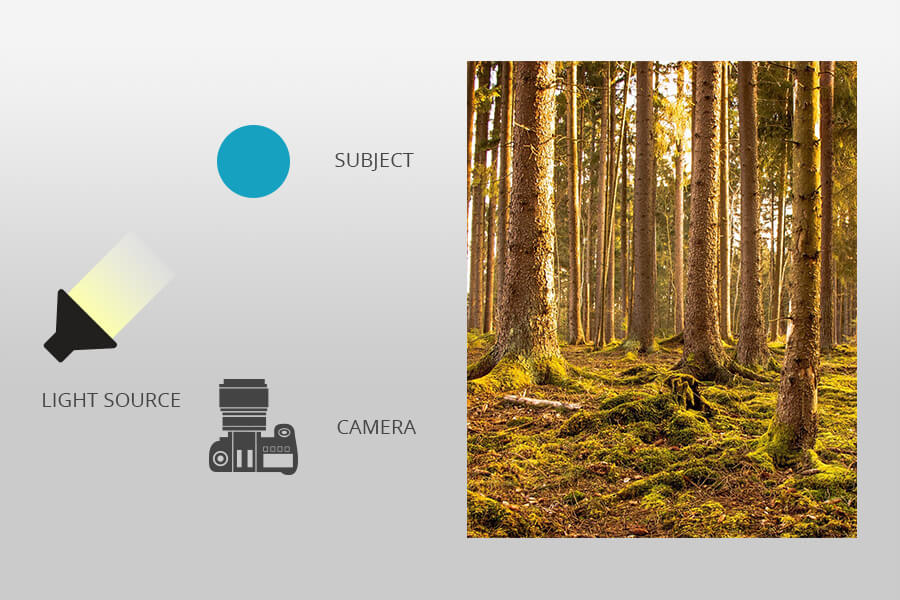 side lighting forest photography