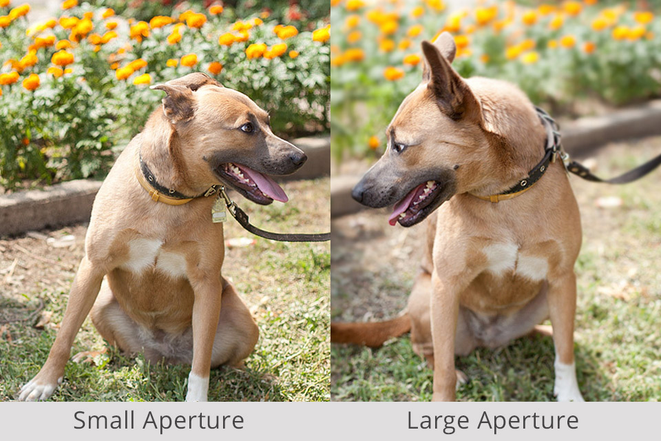 aperture f-stop