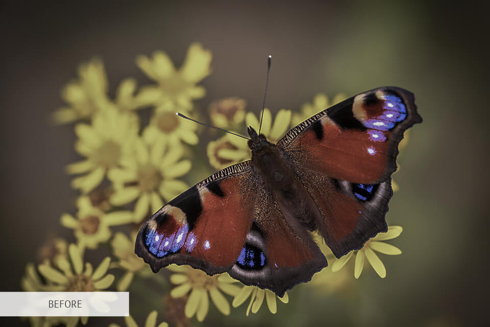 freebie for insect photography