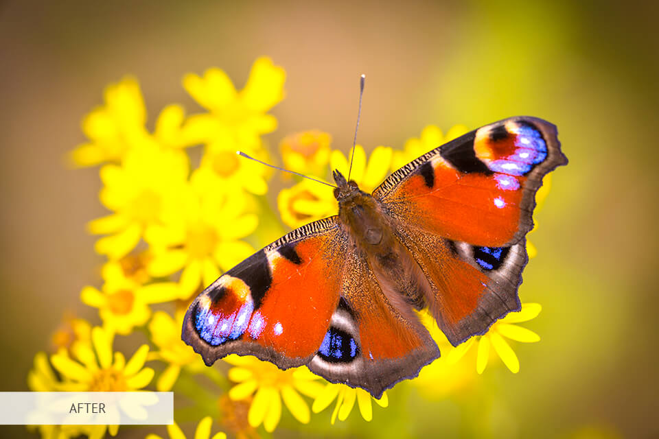 freebie for insect photography