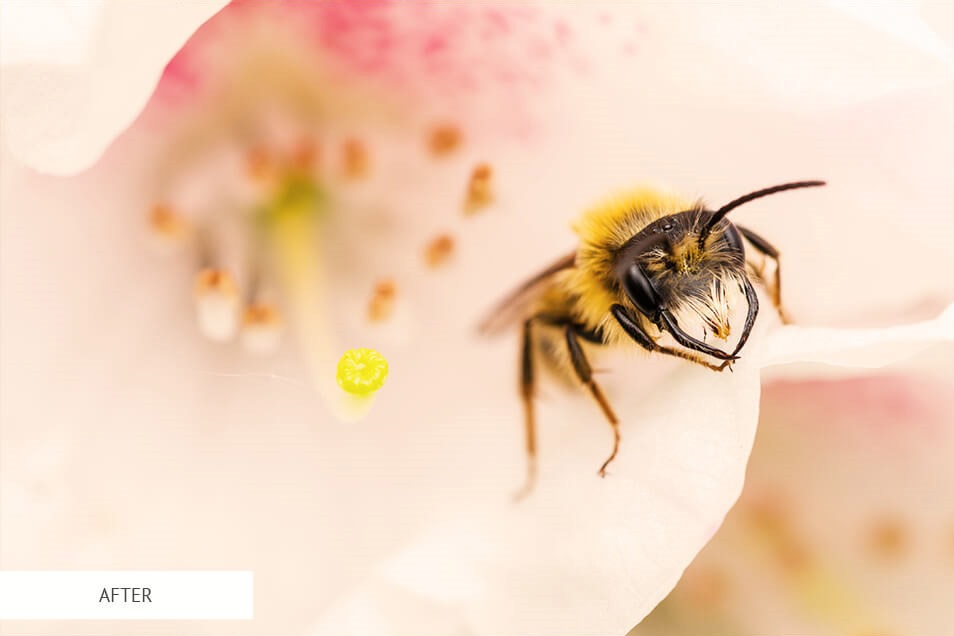 freebie for insect photography