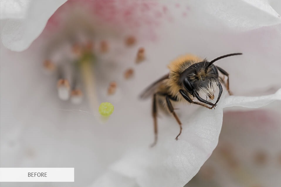 freebie for insect photography