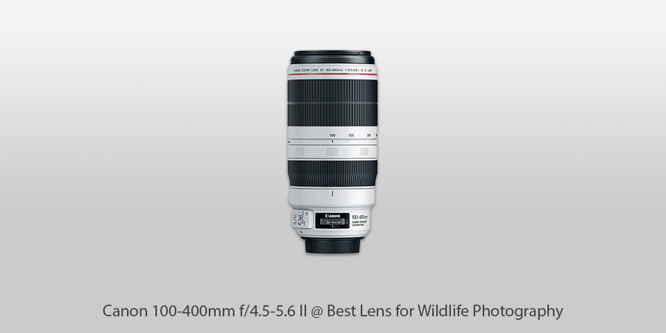 best lens for wildlife photography