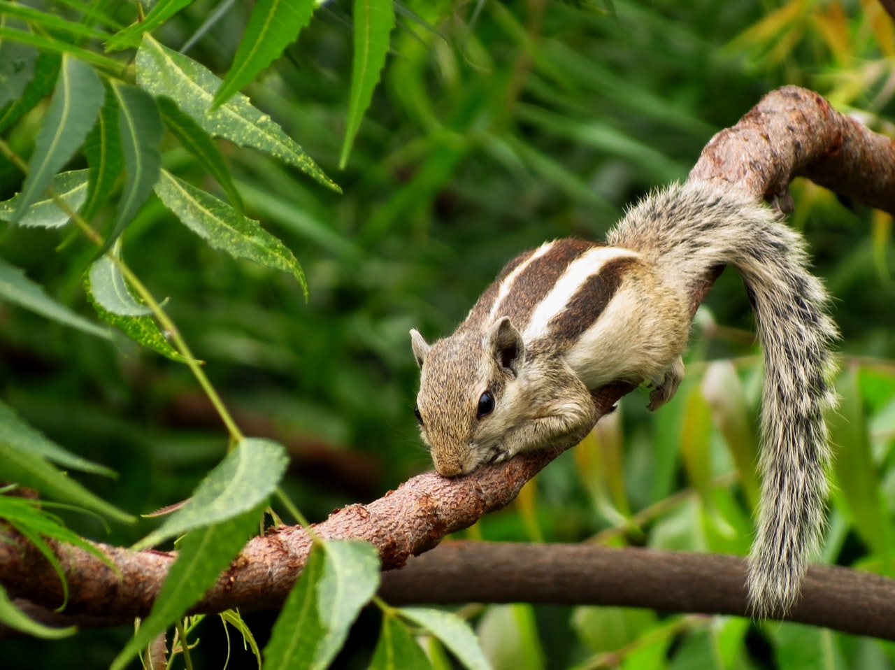 nature photograph