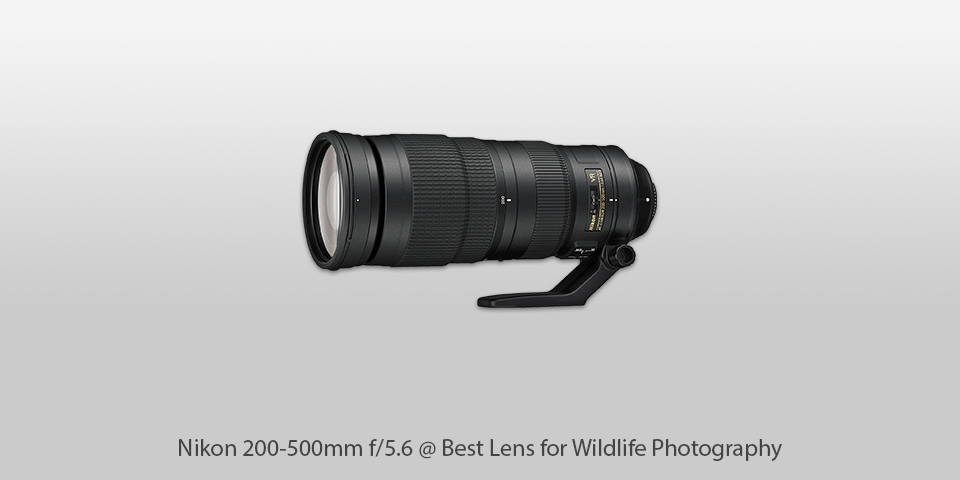lens for wildlife photography