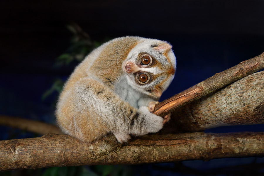 wildlife photography