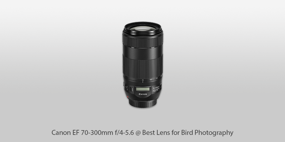 best lens for bird photography canon ef 70-300mm f/4-5.6