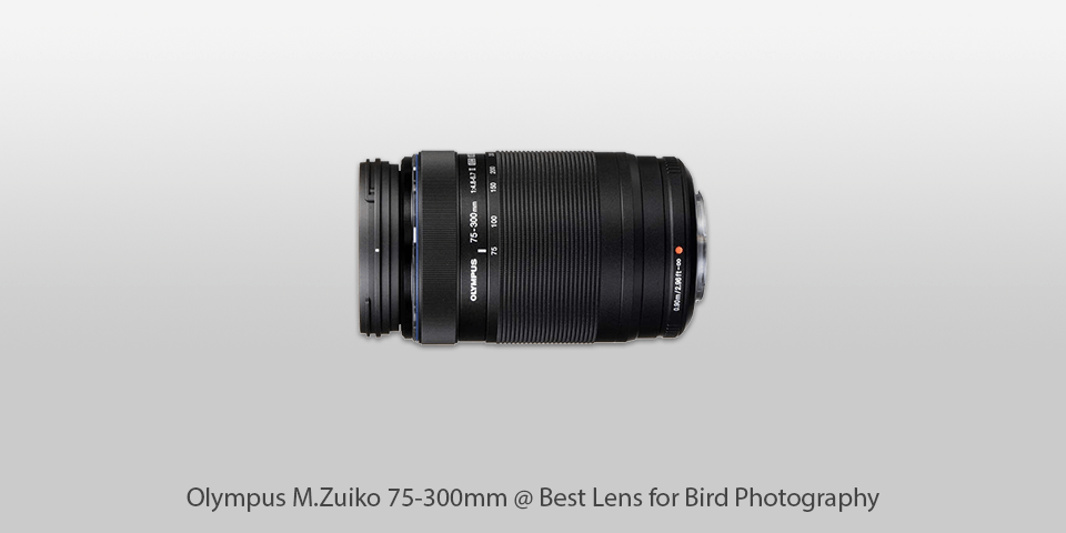 best lens for bird photography olympus m.zuiko 75-300mm